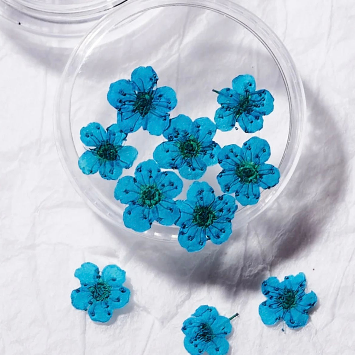 Fleurs naturelles séchées